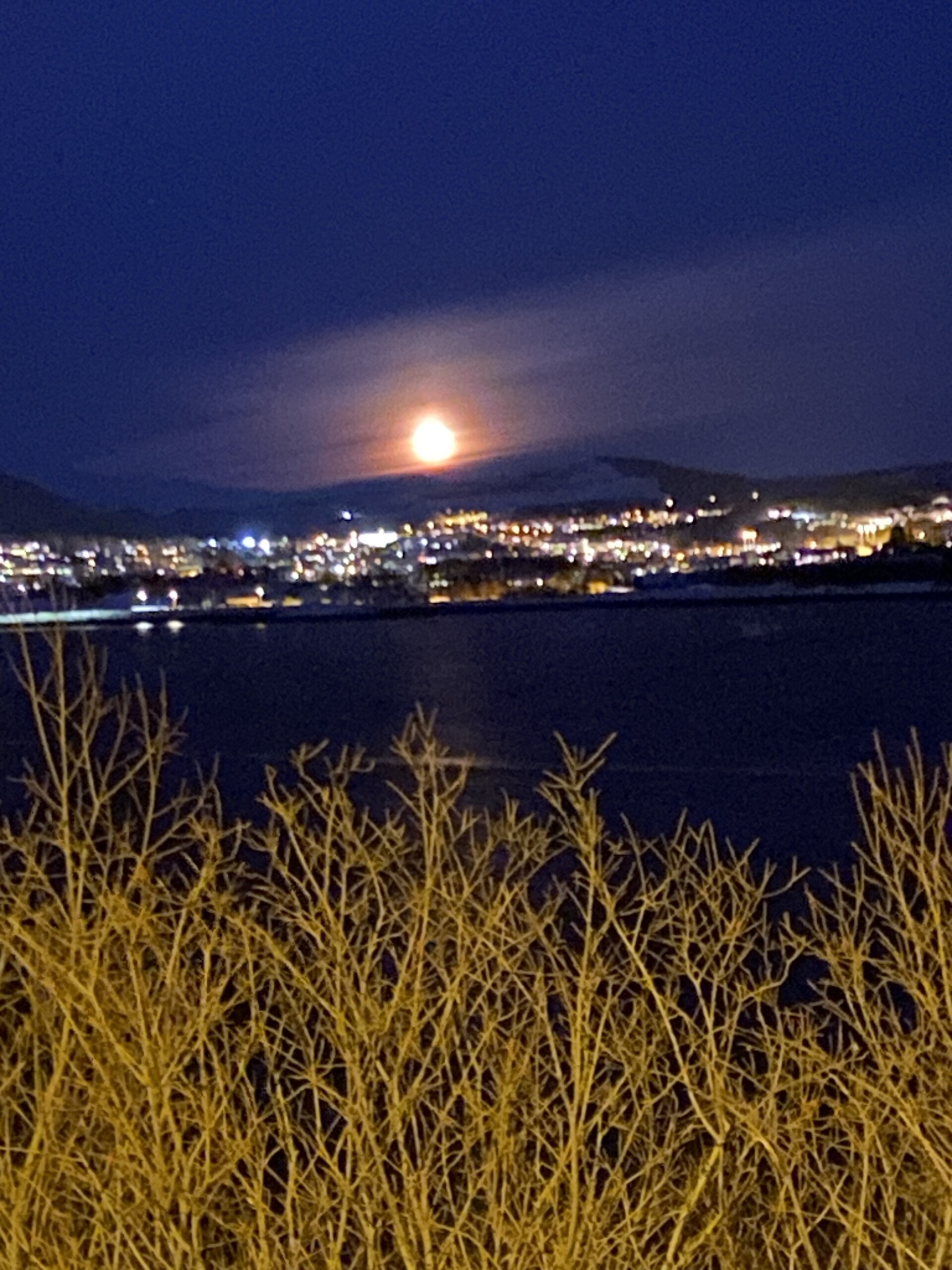 livetmedvesla Bøgda mi